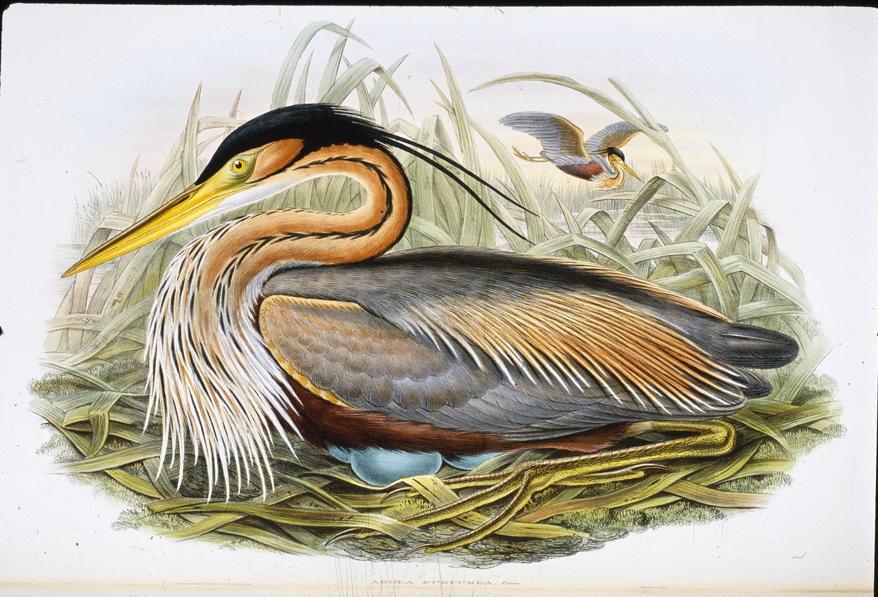 Lila gém (Ardea Purpurea) (kézzel színezett litó) alkotó: John (after) Gould