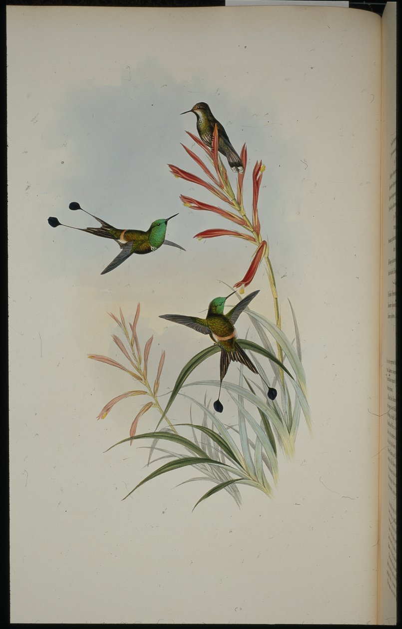 Racket-tail (Discura Longicauda) (kézzel színezett litho) alkotó: John (after) Gould
