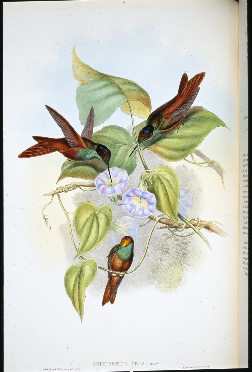 Szivárvány (Diphogena Iris) (kézi színes litográfia) alkotó: John (after) Gould