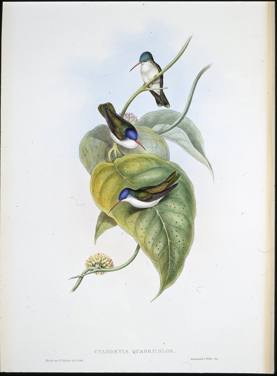 Vörös csőrű azúrkorona (Cyanomyia Quadricolor) (kézzel színezett litho) alkotó: John (after) Gould