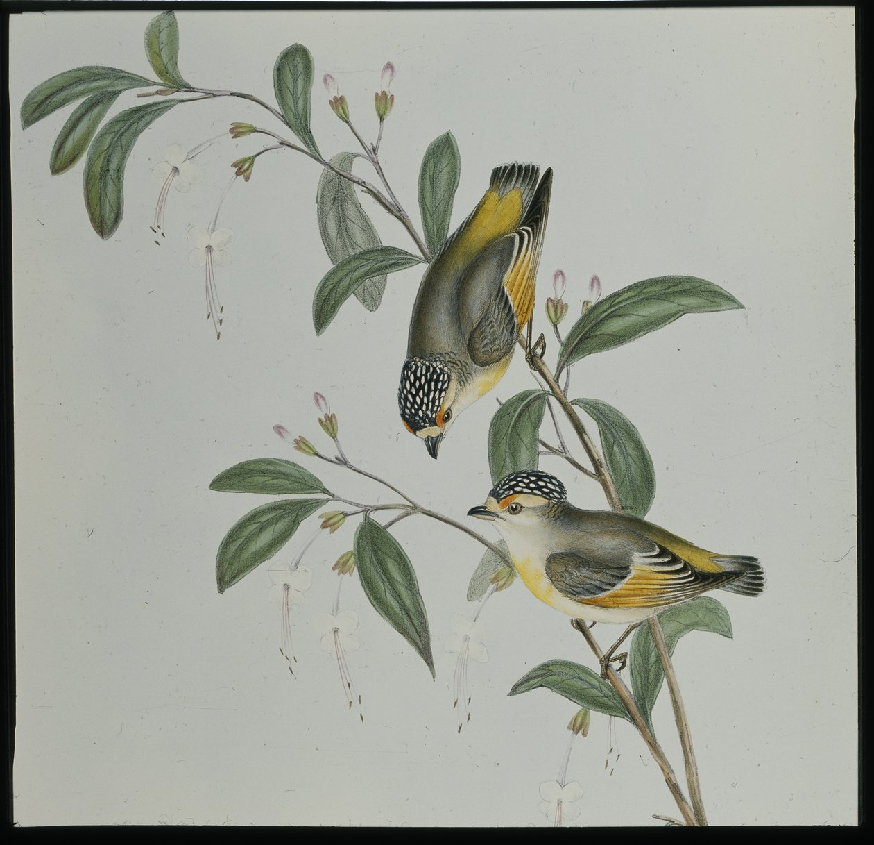 Vörös színű Pardalote (pardalotus rubricatus) (kézzel színezett litó) alkotó: John (after) Gould