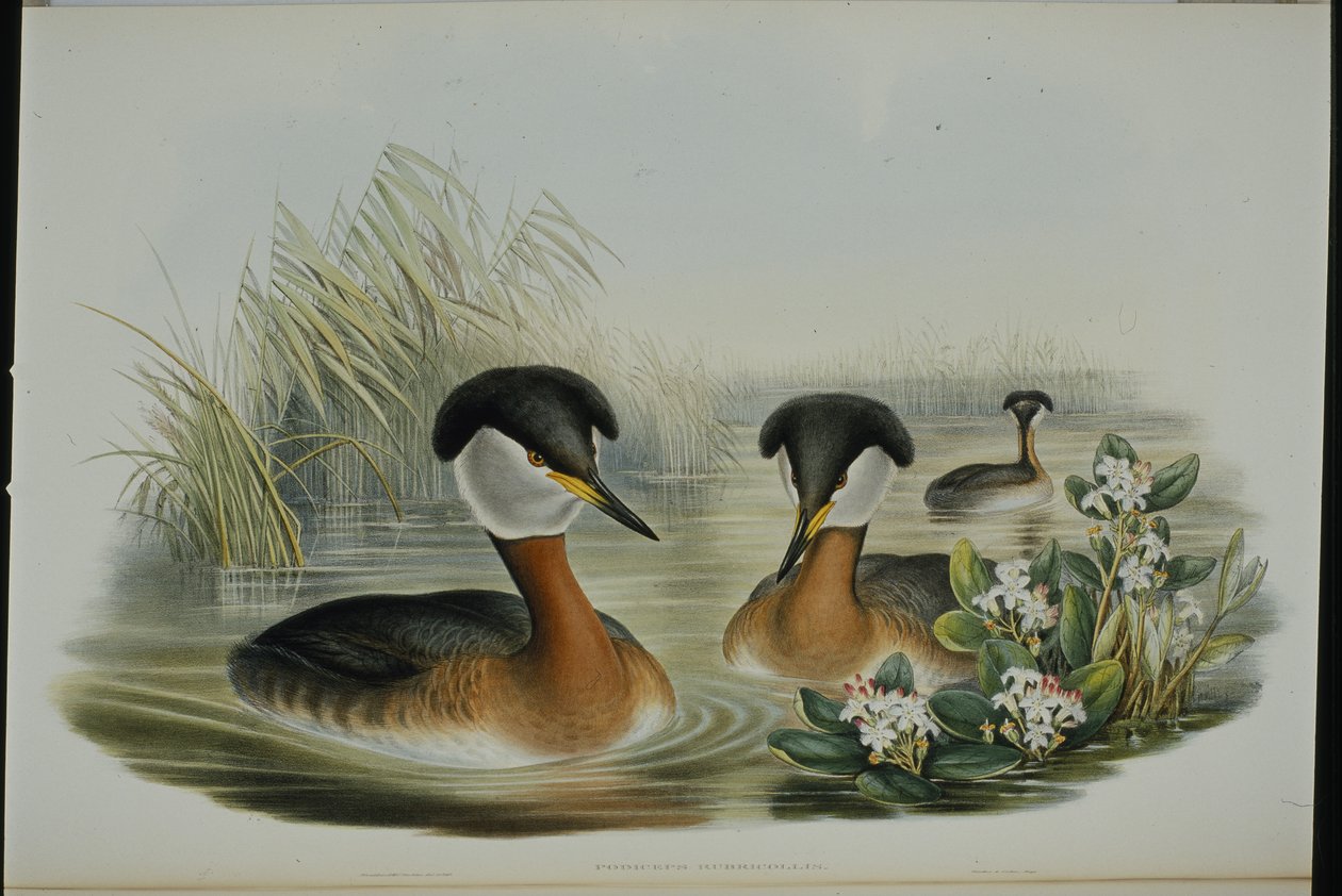 Vörösnyakú vöcsök (Podiceps Rubricollis) (kézzel színezett litho) alkotó: John (after) Gould