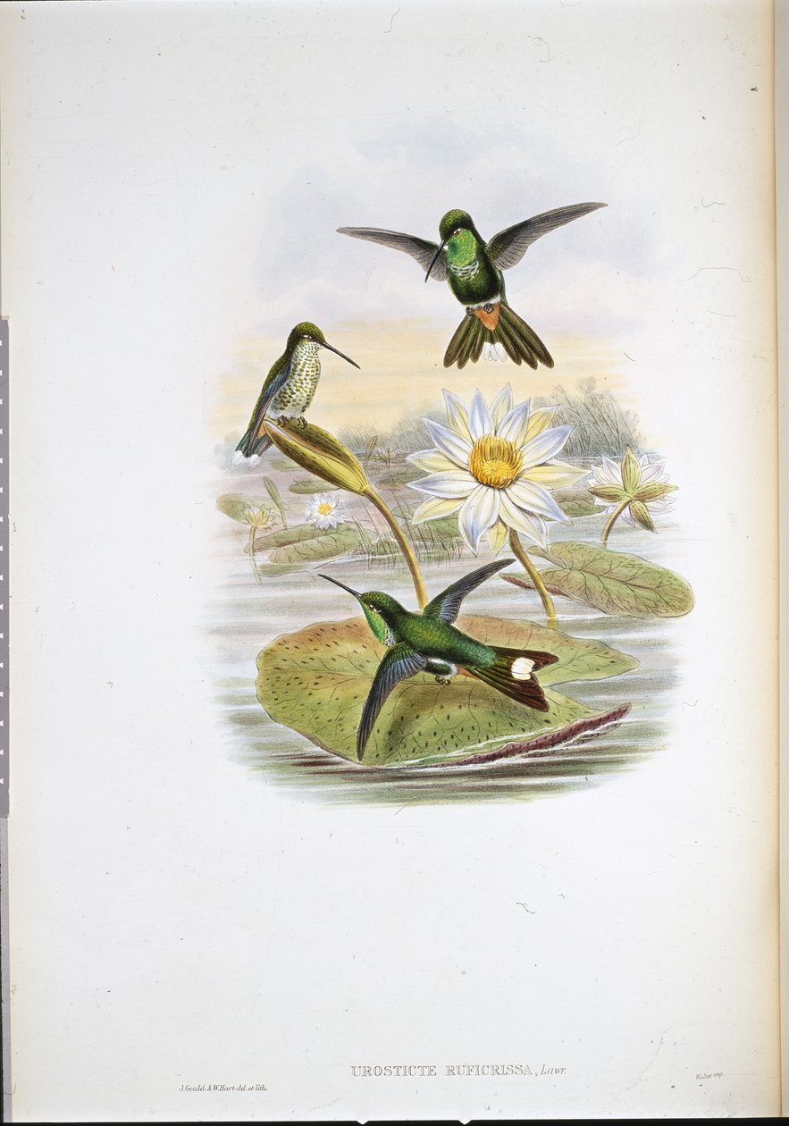 Piros szellőzős, fehér hegyű kolibri madár (Urosticte Ruficrissa) (kézzel színezett litho) alkotó: John (after) Gould