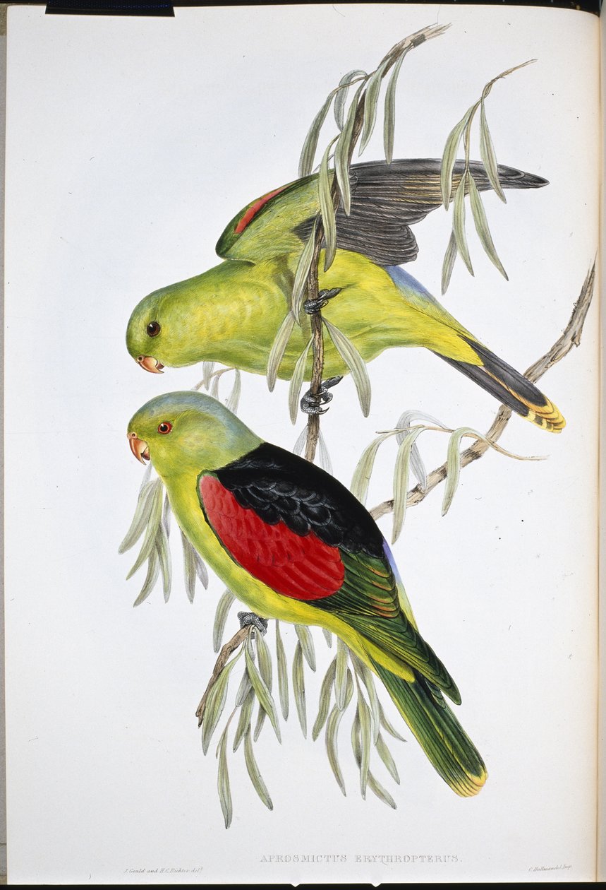Vörösszárnyú lóri (Aprosmictus Erythropterus) (kézzel színezett litho) alkotó: John (after) Gould