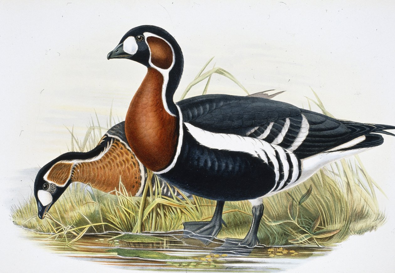 Vörösmellű liba (Bernicla Ruficollis (kézzel színezett litho) alkotó: John (after) Gould