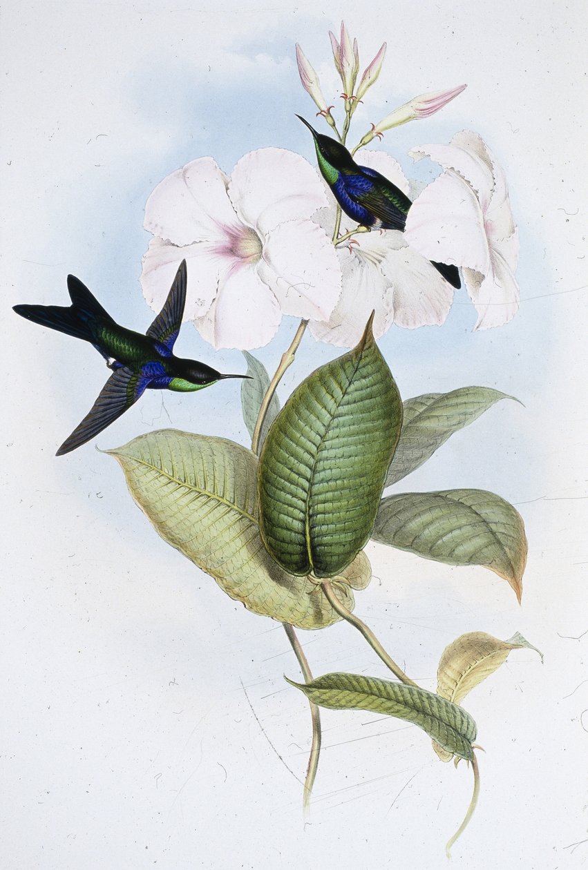Refulgent Panoplites (Thalurania Refulgens) (kézzel színezett litográfia) alkotó: John (after) Gould