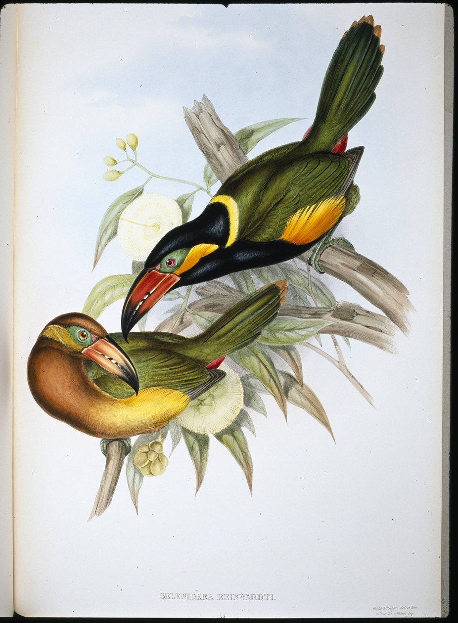Reinhardt tukánja (Selenidera Reinwardtii) (kézzel színezett litó) alkotó: John (after) Gould