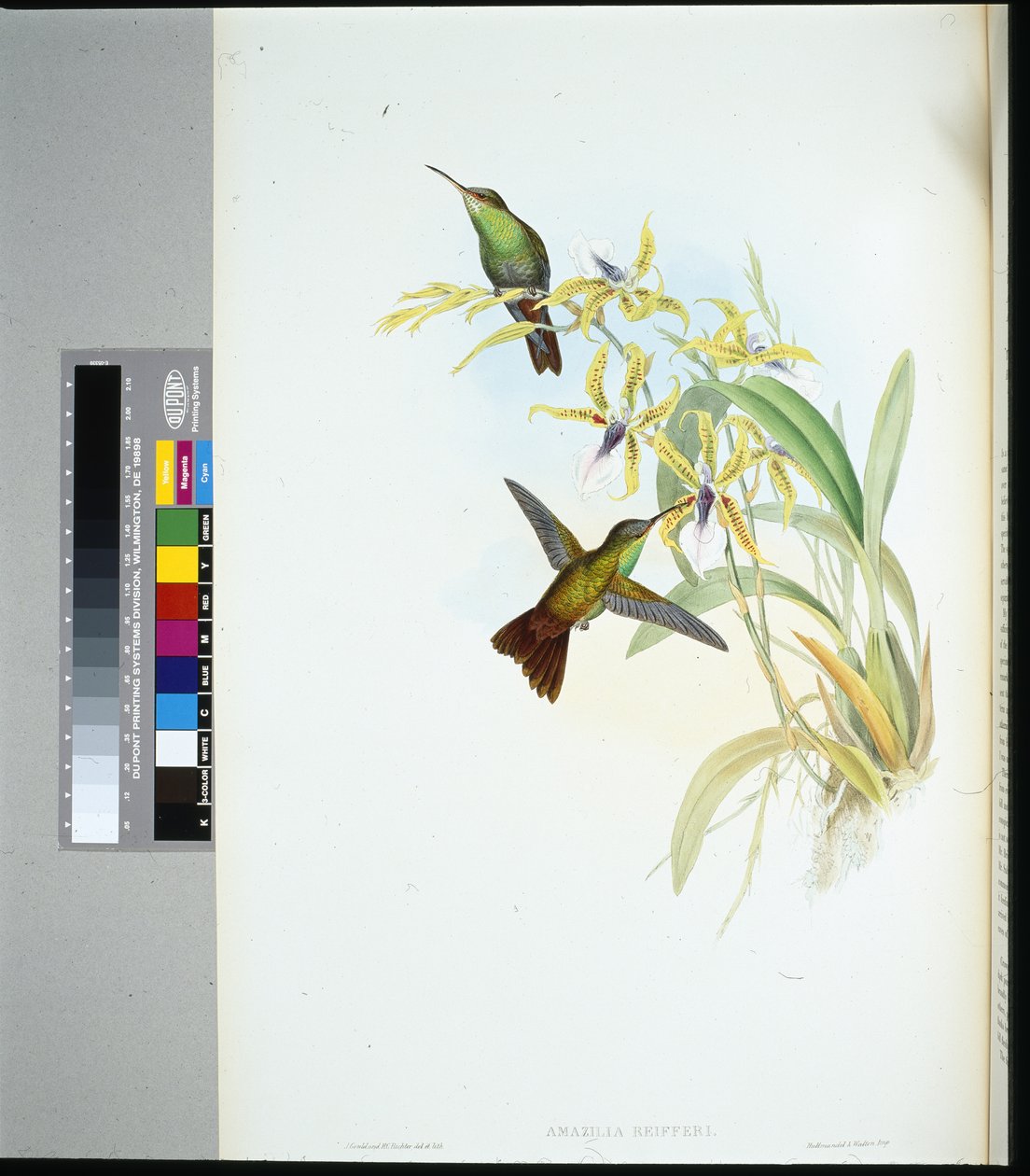 Riegger Amazili (amazilia Riefferi) (kézzel színezett litó) alkotó: John (after) Gould