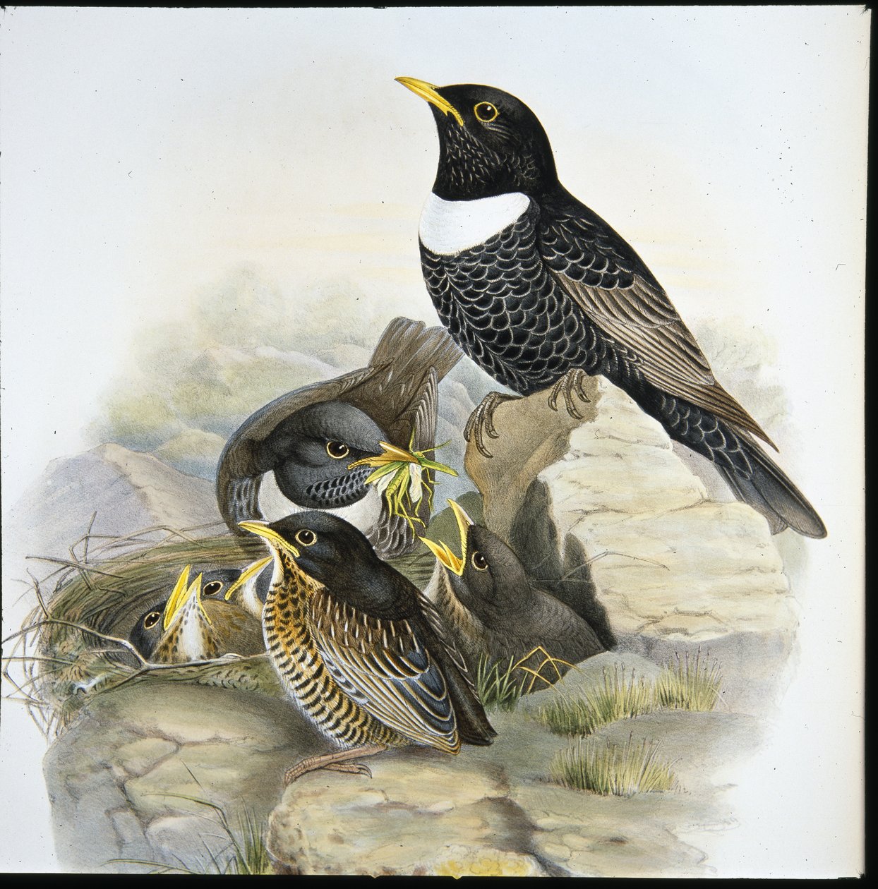Ouzel gyűrű (Mer Ulatorquata) (kézzel színezett litó) alkotó: John (after) Gould