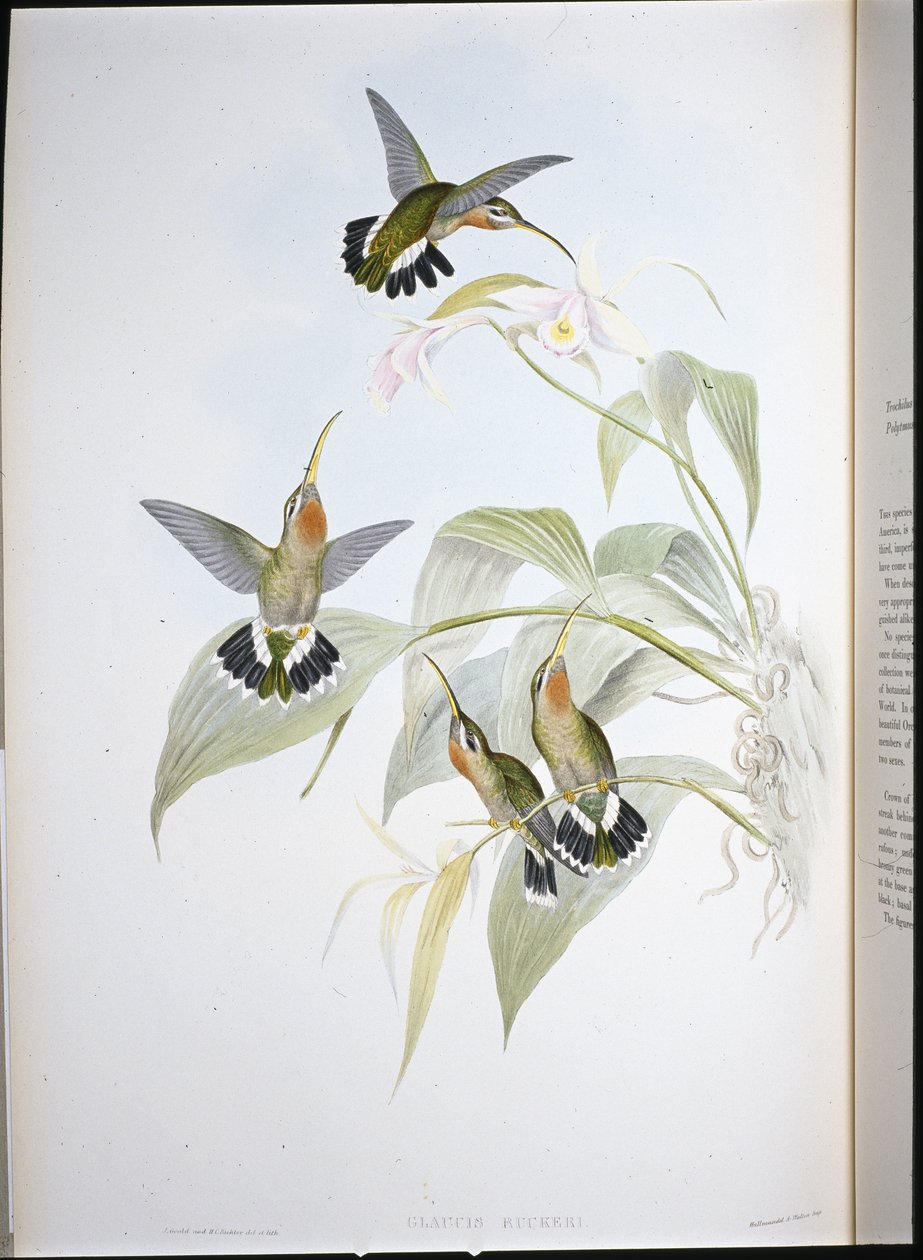 Rucker remete (Glaucis Ruckeri) (kézzel színezett litó) alkotó: John (after) Gould