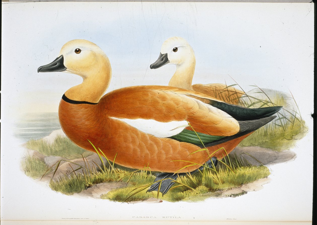 Ruddy Shelldrake (kézzel színezett tagok) alkotó: John (after) Gould