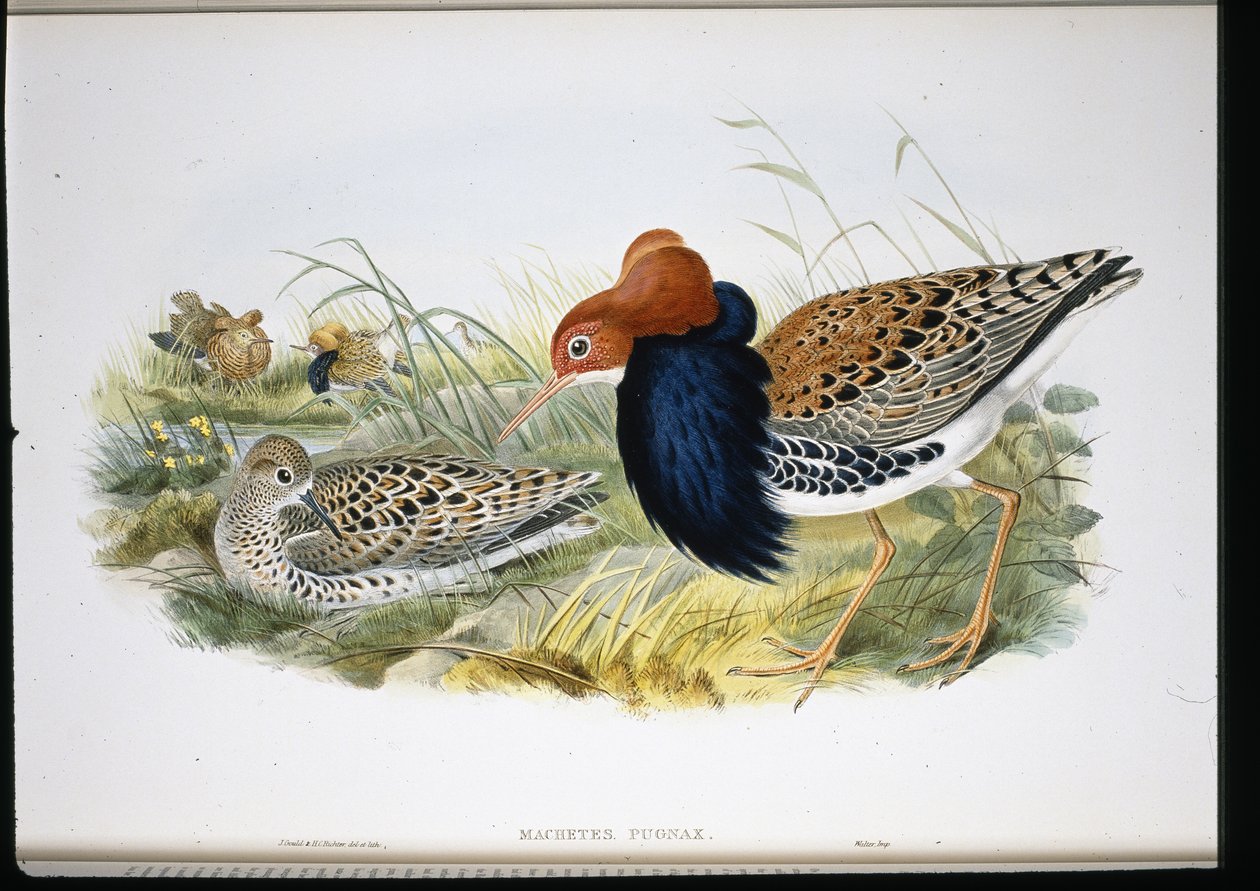 Ruff (kéz színű végtagok) alkotó: John (after) Gould