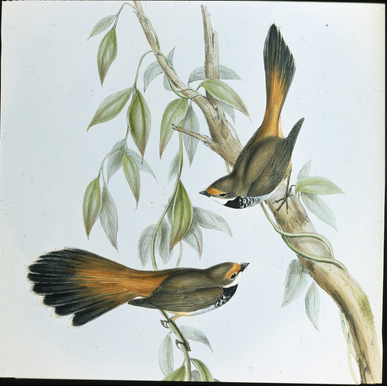 Rozsdás homlokú fantail (Rhipidura Rufifrons) (kézzel színezett litho) alkotó: John (after) Gould