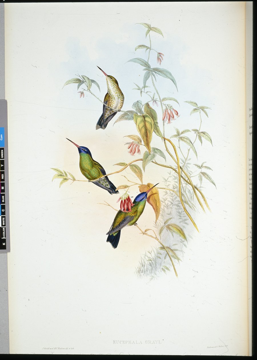 Rufous Lánghordozó (selasphorus rufus) (kézzel színezett litó) alkotó: John (after) Gould