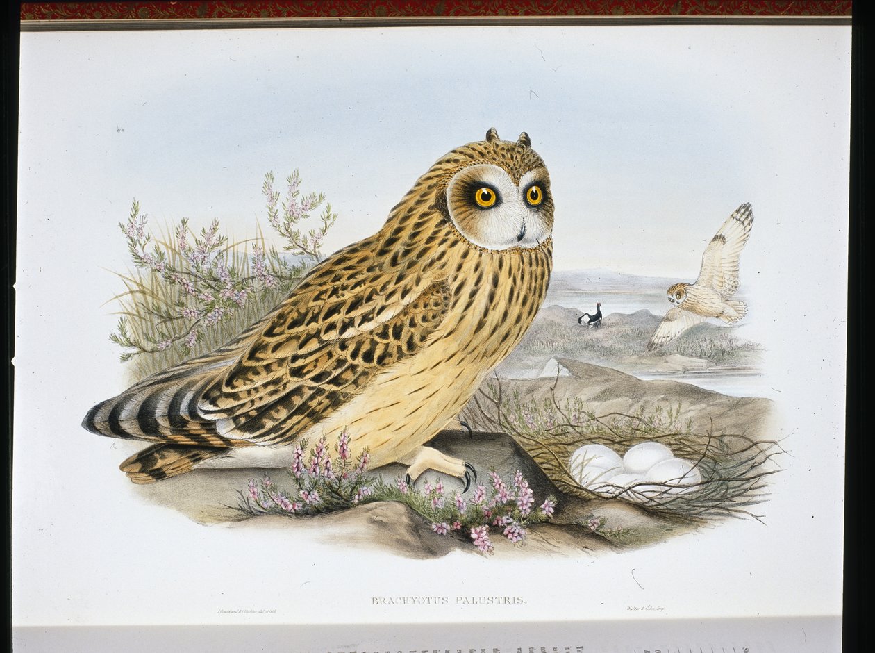 RÖVIDFÜLÚ BAGOLLY (Brachyotus Palustris) (kézzel színezett litho) alkotó: John (after) Gould