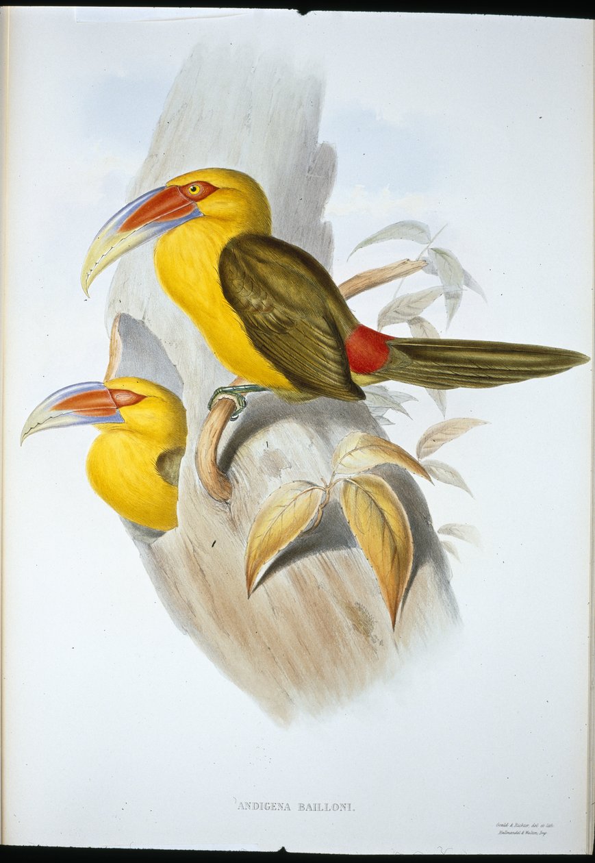 Sáfrány színű hegyi tukán (Andigena Bailloni) (kézzel színezett litho) alkotó: John (after) Gould