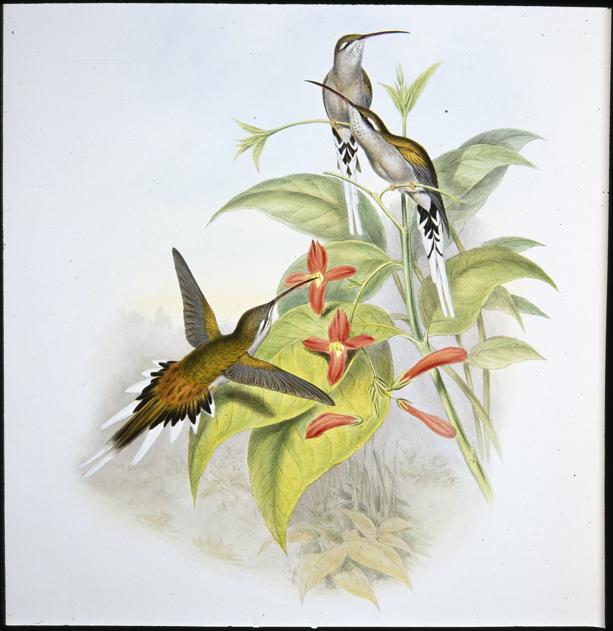 Salle remete (Phaethornis Augusti) (kézzel színezett litó) alkotó: John (after) Gould