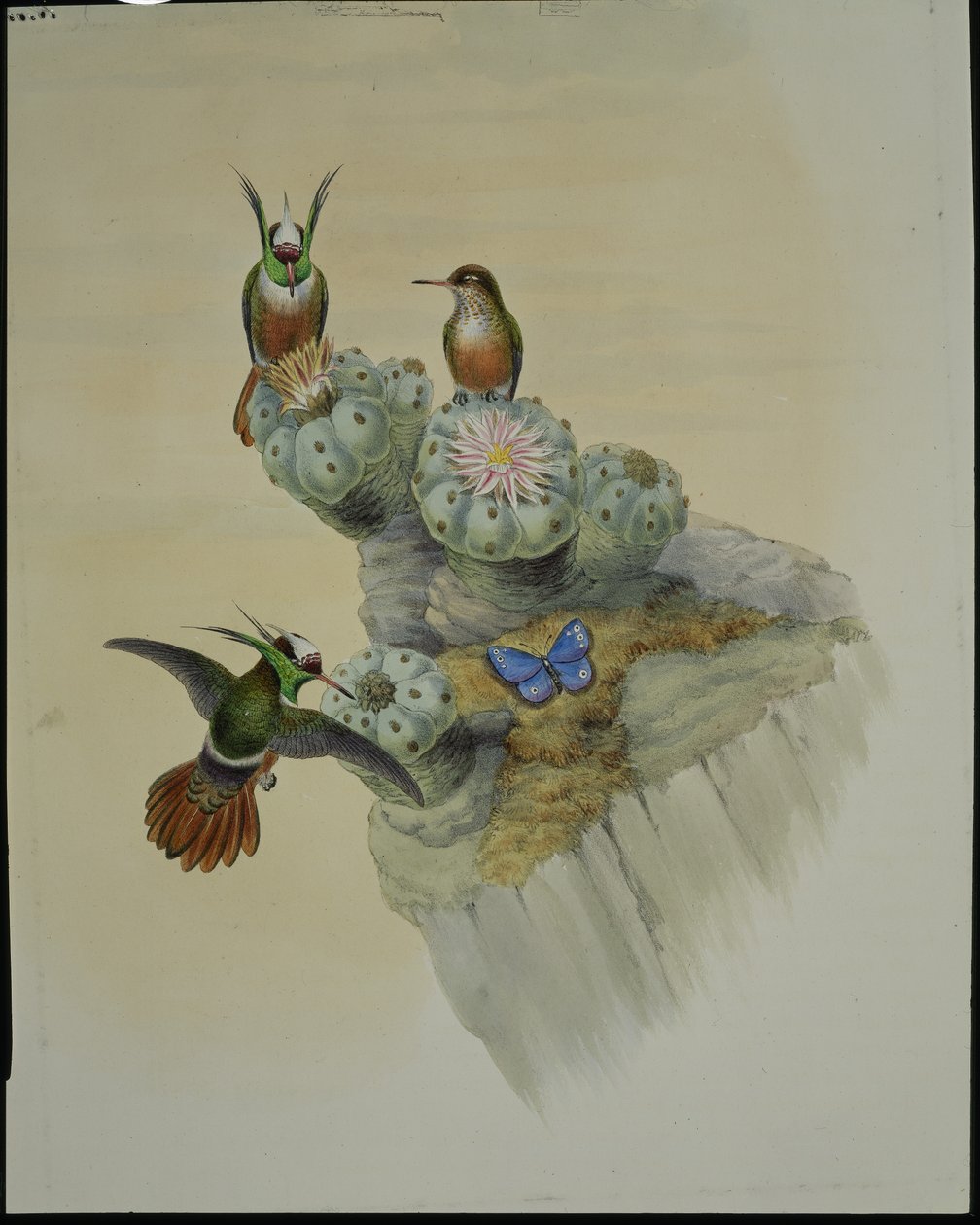 Salvin koktél (Lophornis Adorabilis) (kézi színezett litográfia) alkotó: John (after) Gould