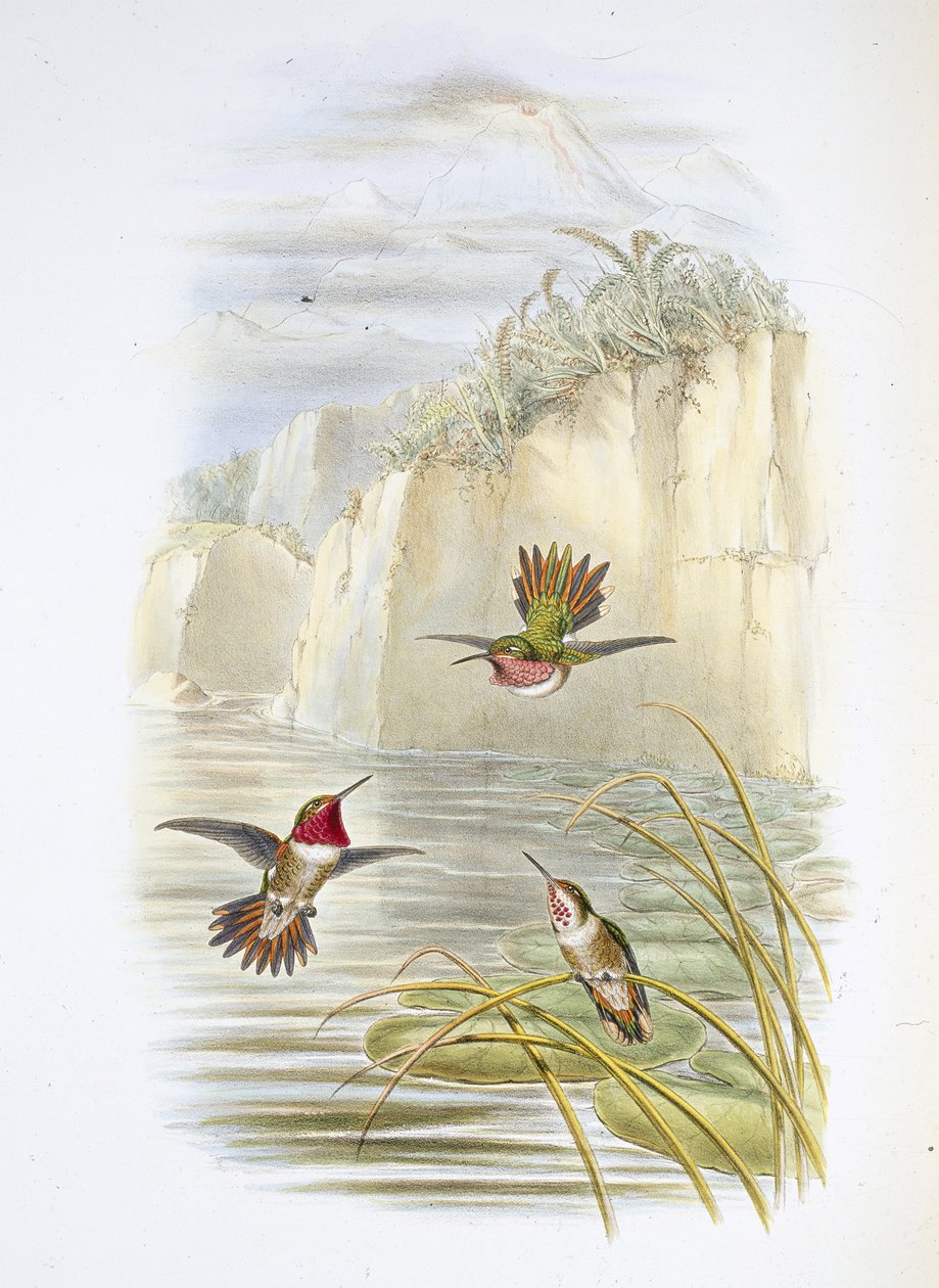 Salvin lánghordozója. (Selasphorus ardens). (kézzel színezett litó) alkotó: John (after) Gould