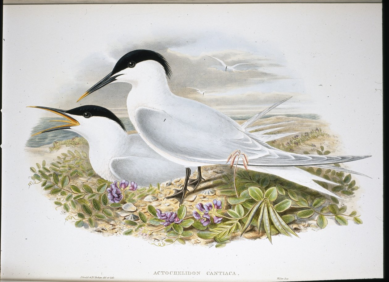 Szendvicscsér (Actochel Cantiaca) (kézzel színezett litográfia) alkotó: John (after) Gould