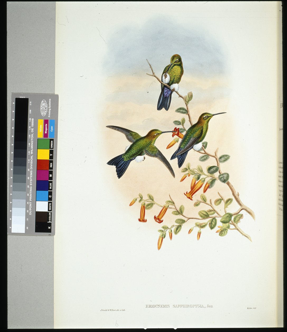 Zafír szellőzővel ellátott lábszár (eriocnemis sapphiropygia) (kézzel színezett litho) alkotó: John (after) Gould