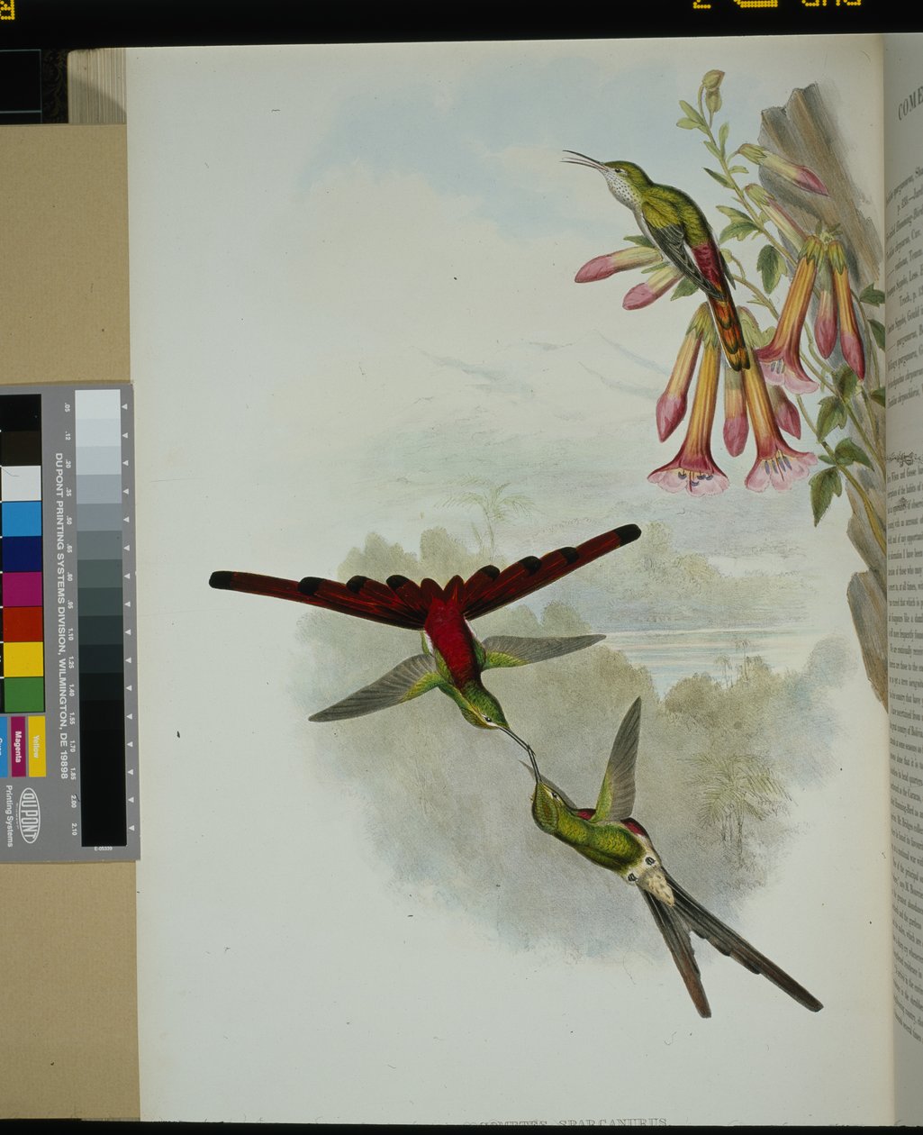 Sappho-üstökös (cometes sparganurus) (kézzel színezett litho) alkotó: John (after) Gould