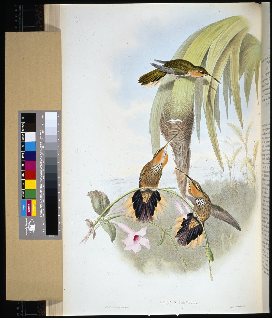 Fűrészcsőrű (grypus naevius) (kézzel színezett litho) alkotó: John (after) Gould