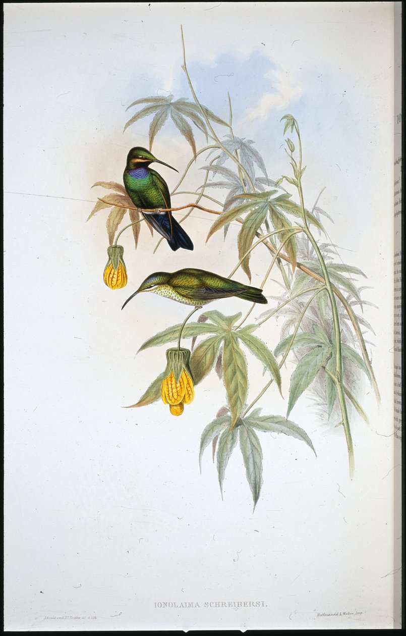 Schreiber-kolibri (Ionolaima Schreibersi) (kézi színezett litográfia) alkotó: John (after) Gould