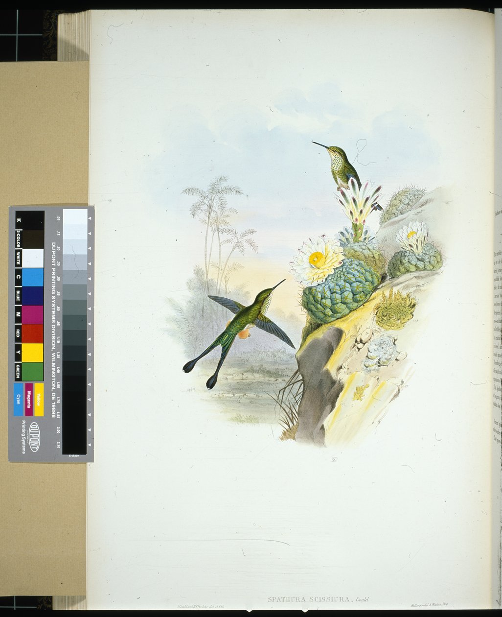 Ollófarkú ütőfarkú (spathura scissiura) (kézzel színezett litho) alkotó: John (after) Gould