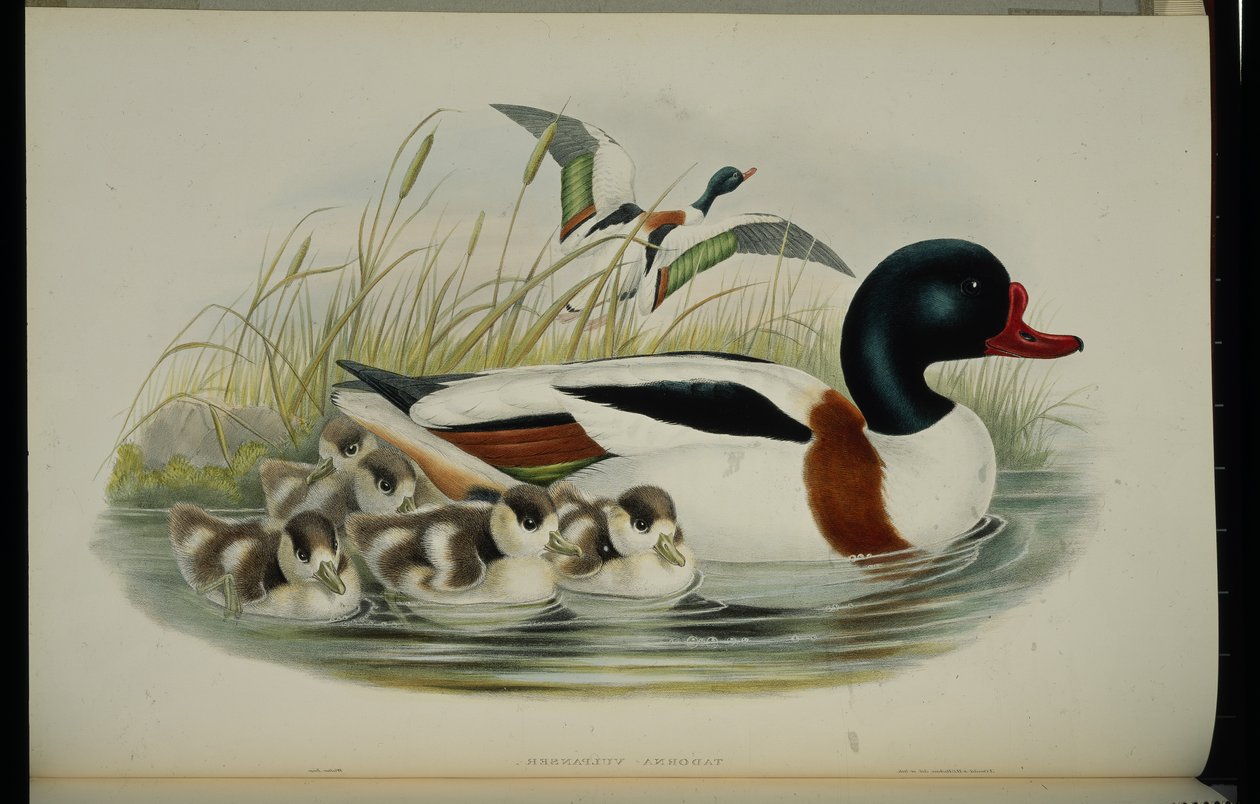 Kagylókacsa (Tadorna Vulpanser) (kézzel színezett litho) alkotó: John (after) Gould