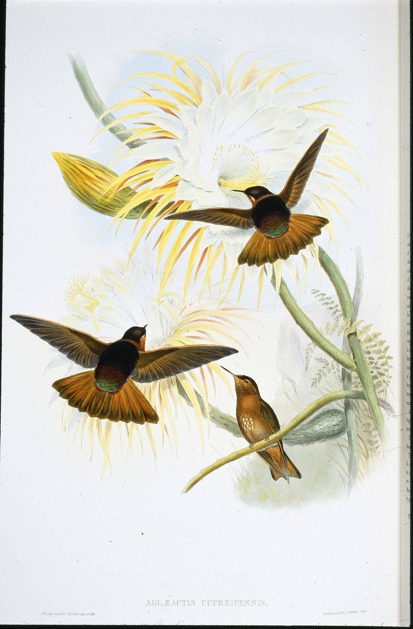 Ragyogó napsugár (Agliaeactis Cupripennis) (kézzel színezett litho) alkotó: John (after) Gould