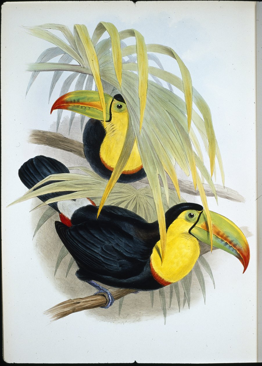 Rövidcsőrű tukán (Ramphastos Brevicarinatus) (kézzel színezett litho) alkotó: John (after) Gould