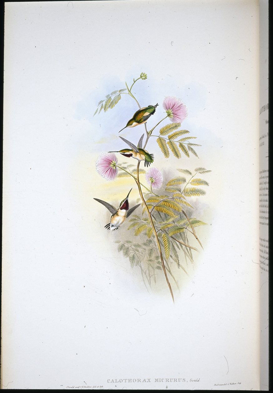 Rövidfarkú erdei csillag (Calothorax Micrurus) (kézzel színezett litho) alkotó: John (after) Gould