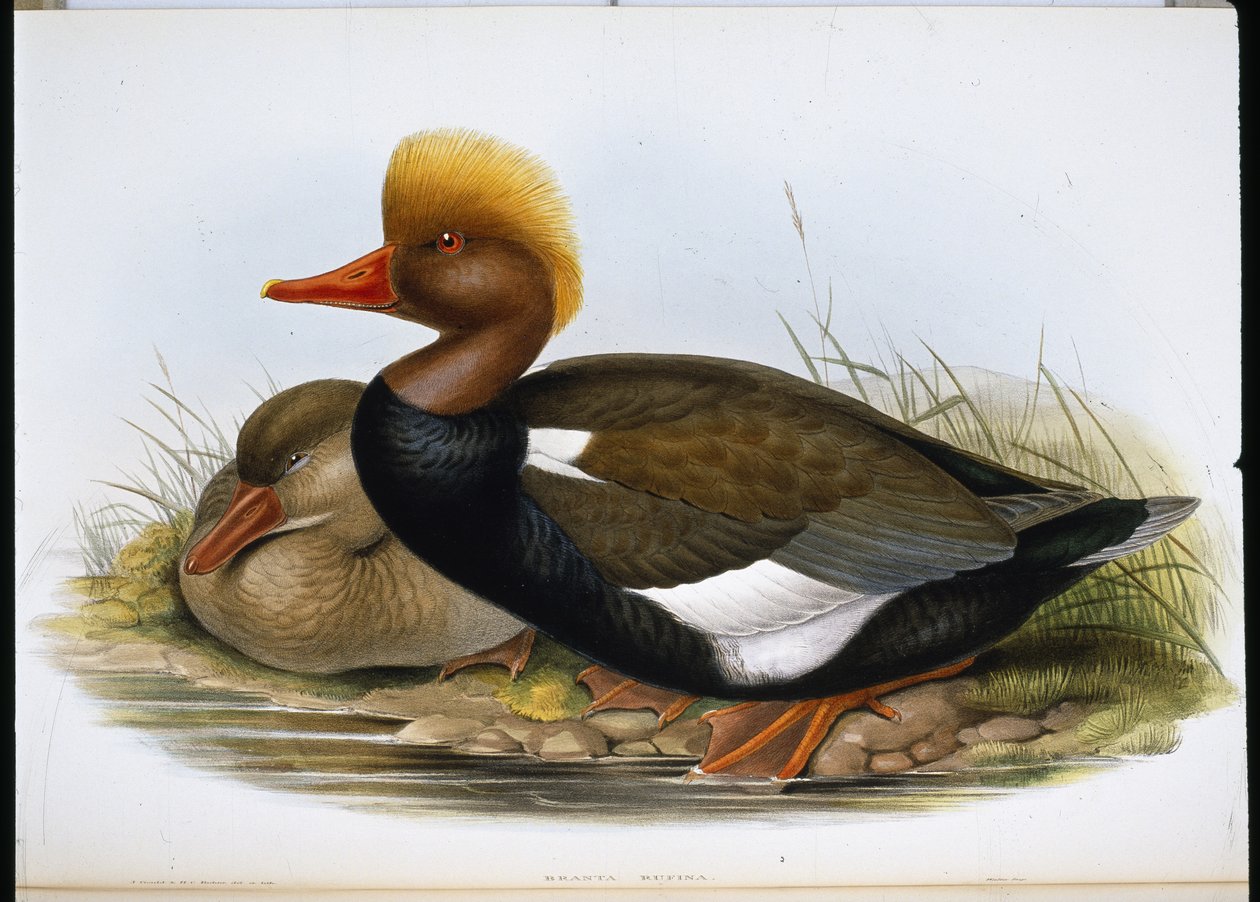Lapátoló (Spatula Clypeata) (kézzel színezett litho) alkotó: John (after) Gould