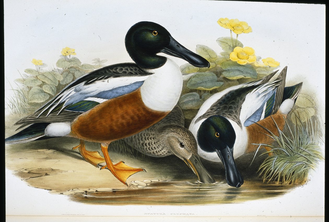 Lapátkacsa (Spatula Clypeata) (kézzel színezett litho) alkotó: John (after) Gould