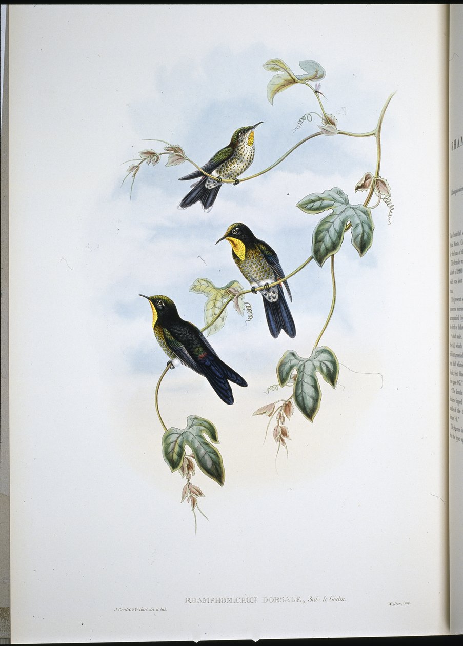 Simon töviscsőrűje (Ramphamicron Dorsale) (kézzel színezett litó) alkotó: John (after) Gould