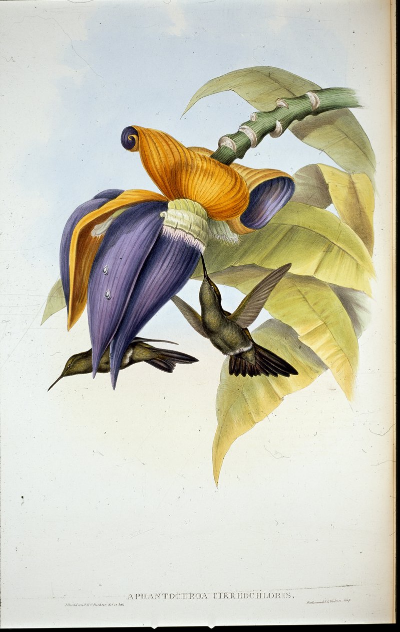 Szomorú kolibri (Aphantochroa cirrhochloris) (kézi színezett litográfia) alkotó: John (after) Gould