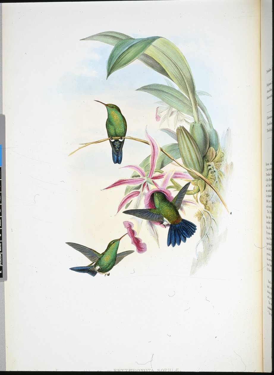 Sophia Erythronote (Erythronota Sophiae) (kézzel színezett litho) alkotó: John (after) Gould