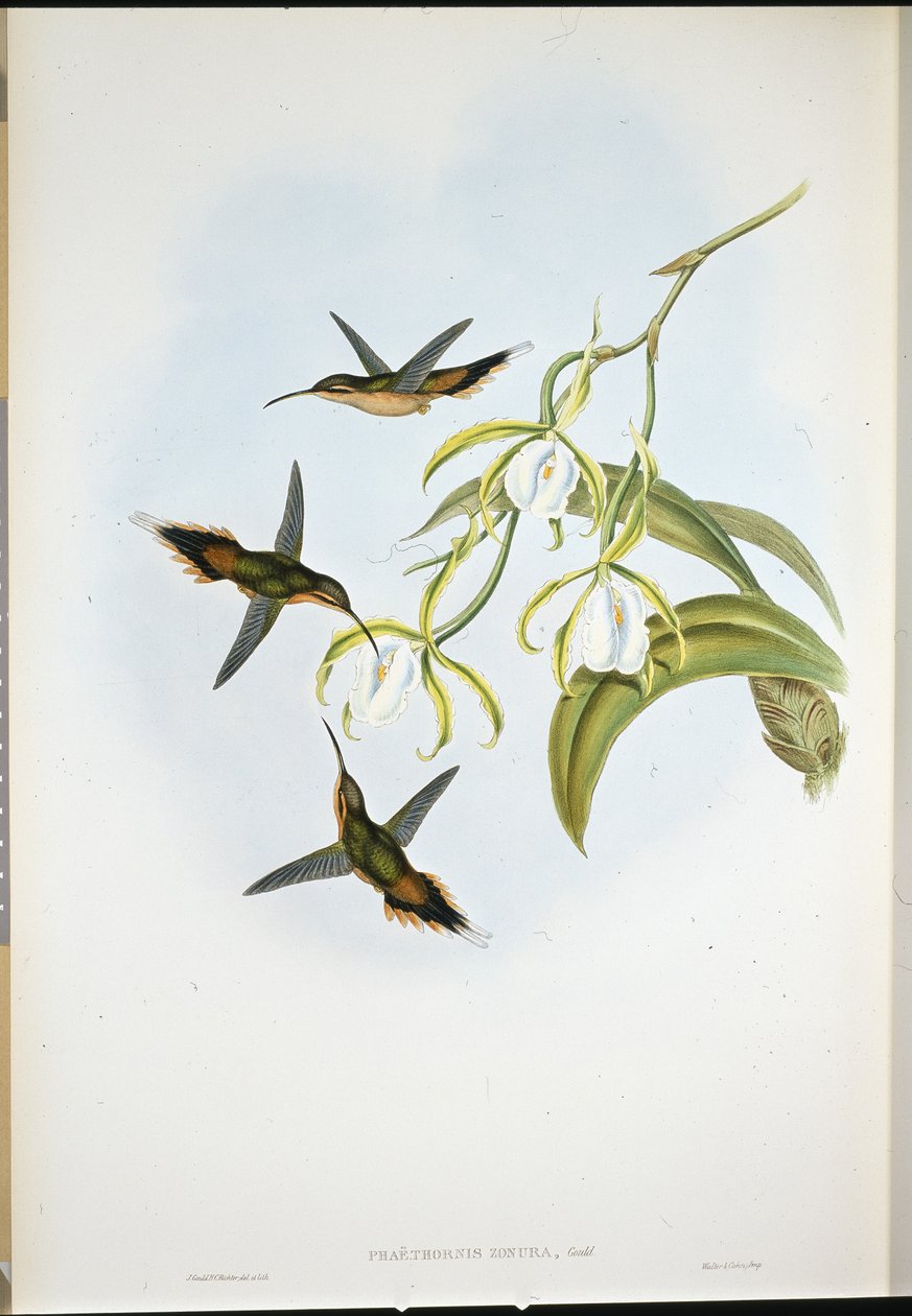Déli remete (Phaethornis Zonura) (kézzel színezett litho) alkotó: John (after) Gould