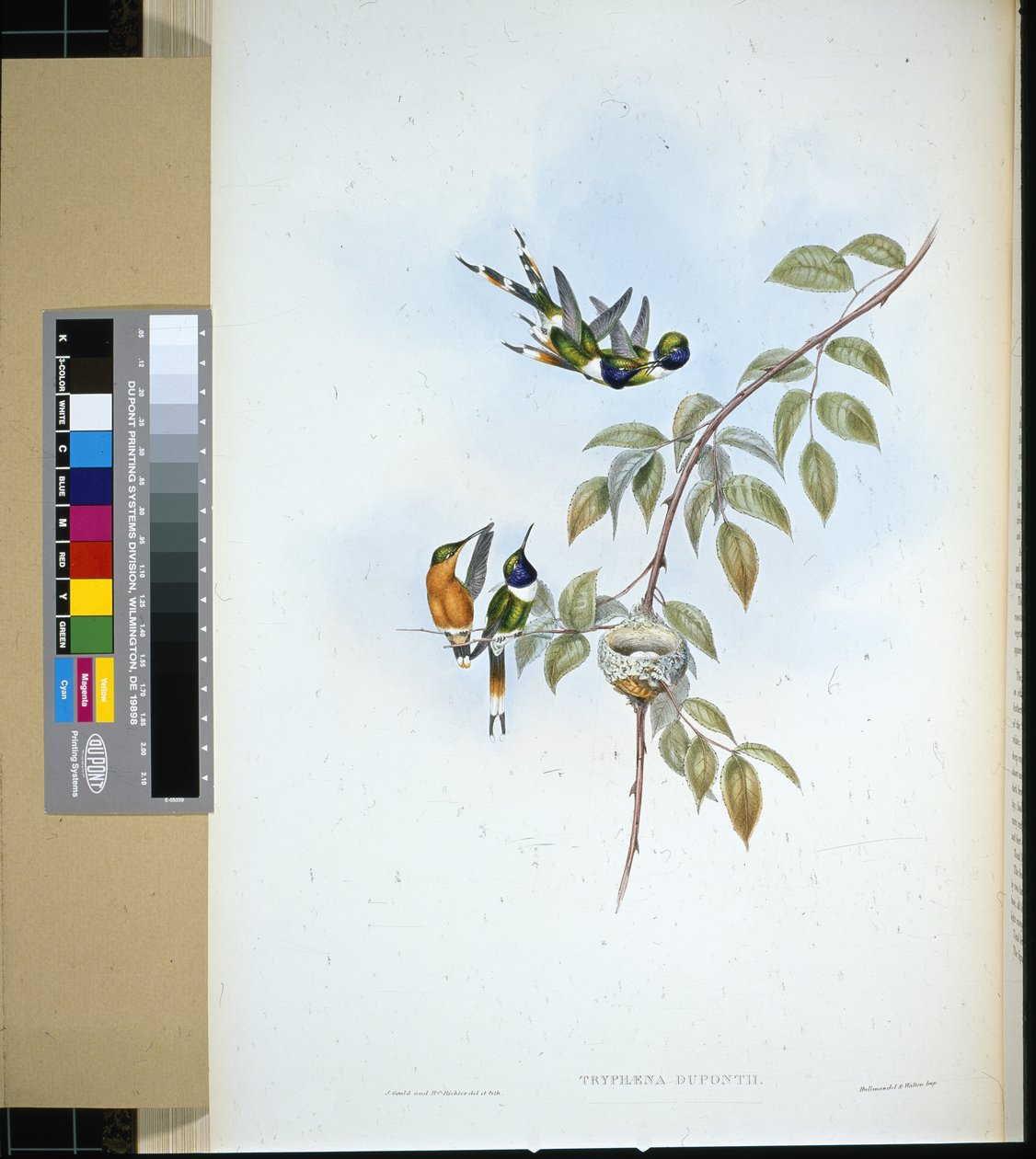 Csillogó farok (tryphaena dupontii) (kézzel színezett litho) alkotó: John (after) Gould