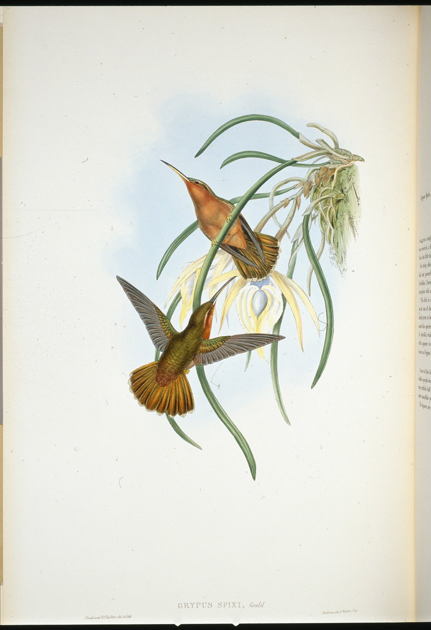 Spix fűrészcsőrű (Grypus Spixi) (kézzel színezett litó) alkotó: John (after) Gould