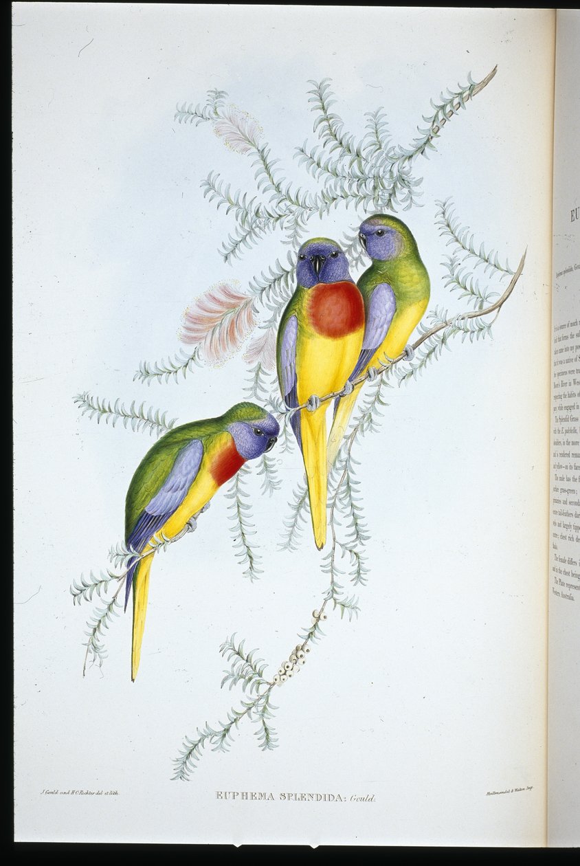 Splendid Grass Parakeet (euphema splendida) (kézzel színezett litho) alkotó: John (after) Gould