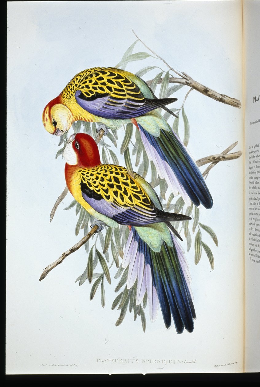 Splendid Parakeet (Splendid Palatycercus) (kézzel színezett litho) alkotó: John (after) Gould