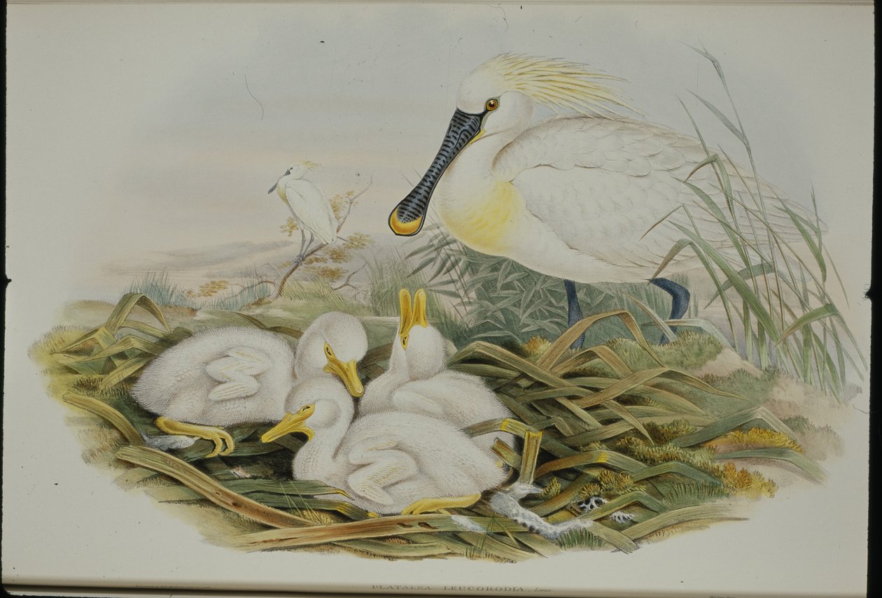 kanalasgém (Platalea Leucorodia) (kézzel színezett litho) alkotó: John (after) Gould