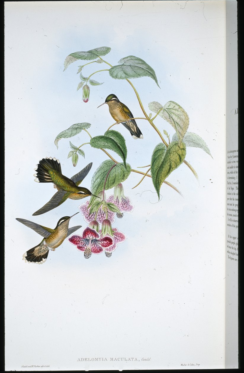 Foltos Adelomyia (Adelomyia Maculata) (kézzel színezett litho) alkotó: John (after) Gould