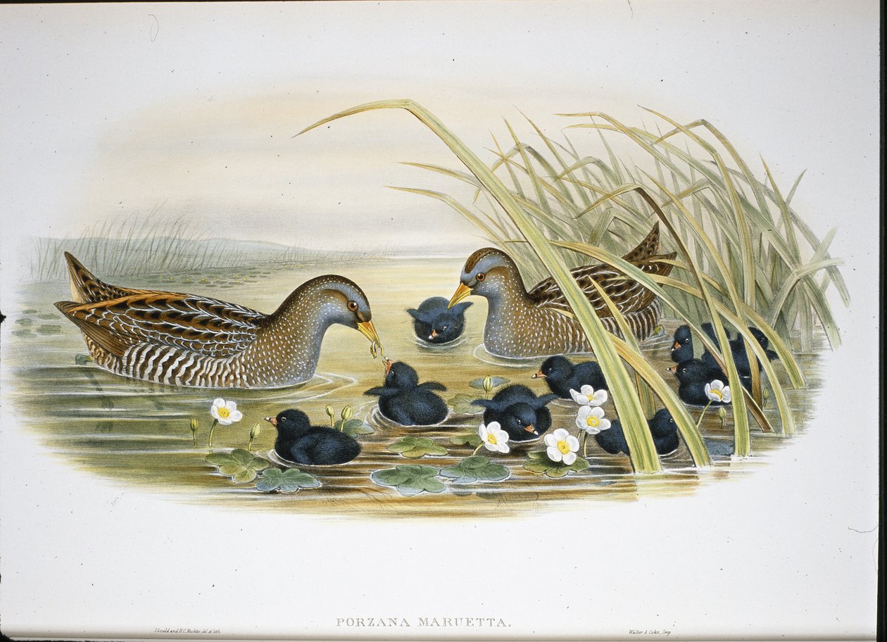 Spotted Crake (Porzana Maruetta) (kézzel színezett litho) alkotó: John (after) Gould