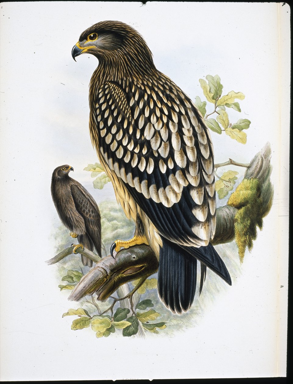 Petős sas (Aquila Naevia) (kézzel színezett litho) alkotó: John (after) Gould