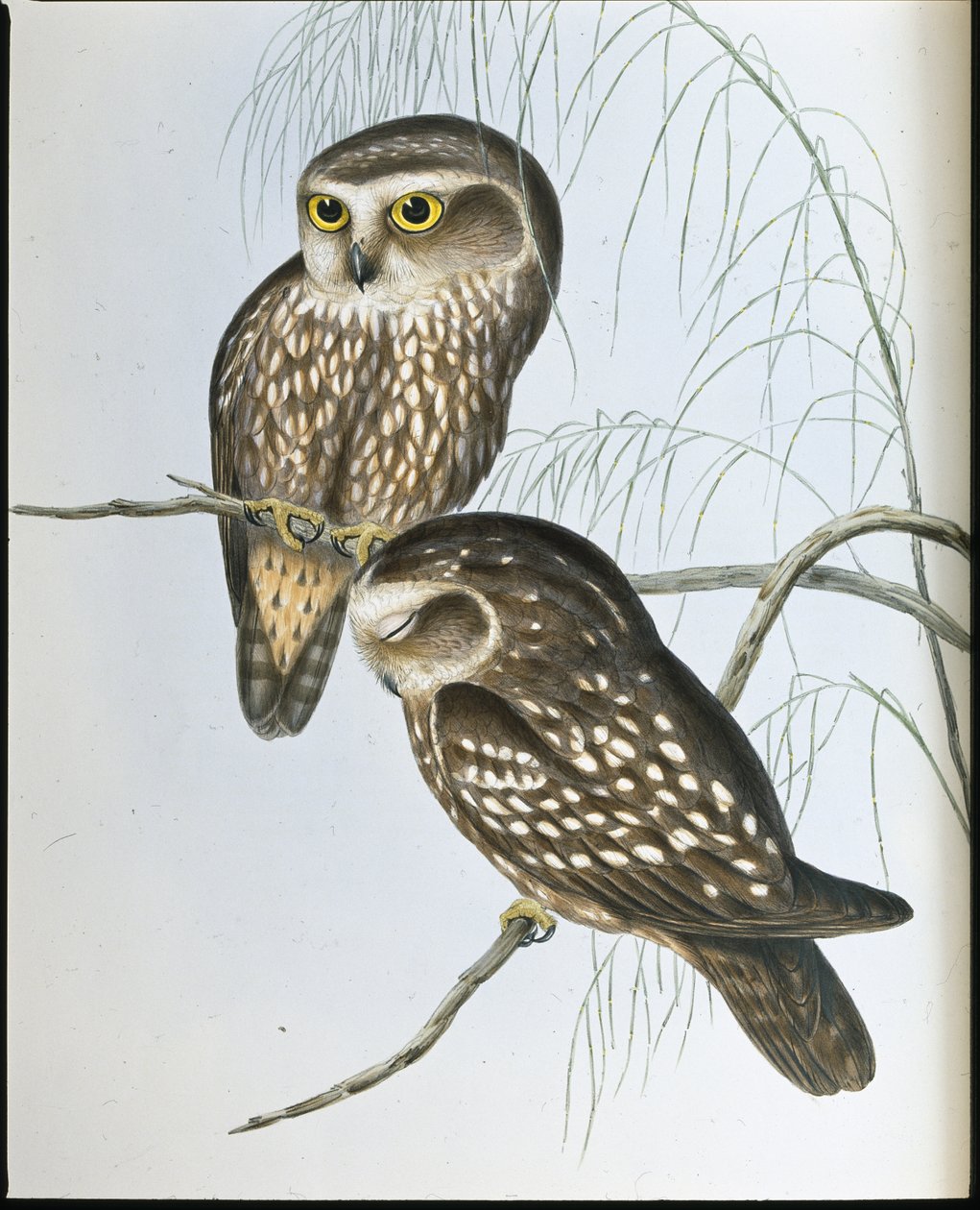 Pettyes bagoly (Athene Maculata) (kézzel színezett litho) alkotó: John (after) Gould