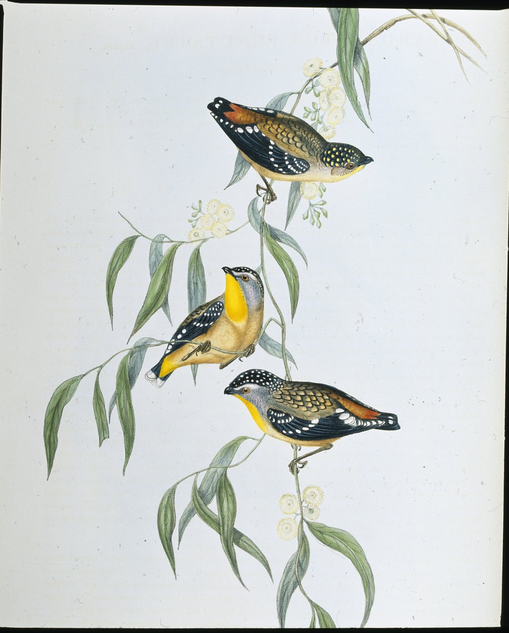 Foltos pardalote (Pardalotus Punctatus) (kézzel színezett litó) alkotó: John (after) Gould