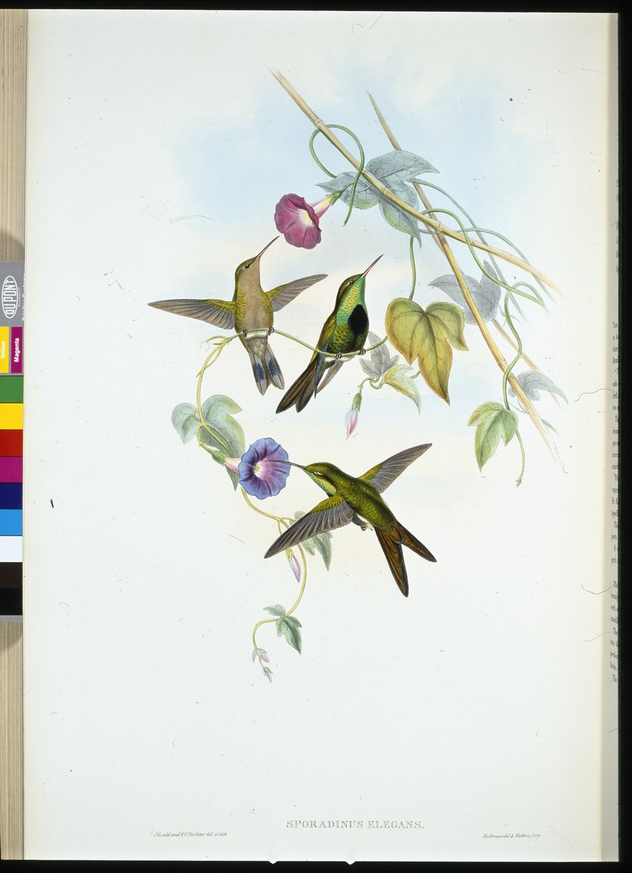 Szent Domingo kolibri (Sporadinus Elegans) (kézzel színezett litó) alkotó: John (after) Gould